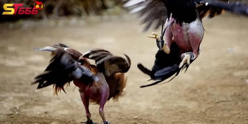 Đá Gà Campuchia ST666