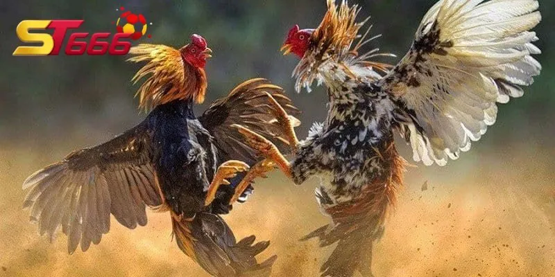 Đá Gà Thomo ST666